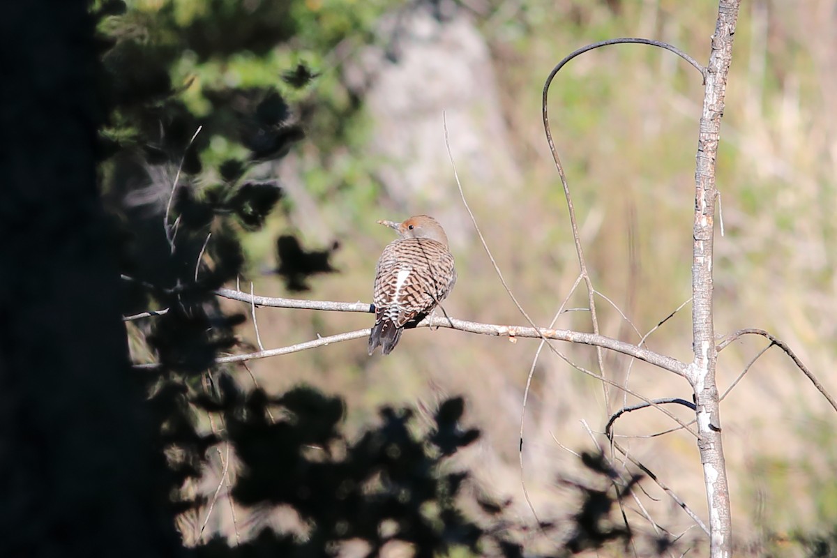 Northern Flicker (Red-shafted) - ML515902251
