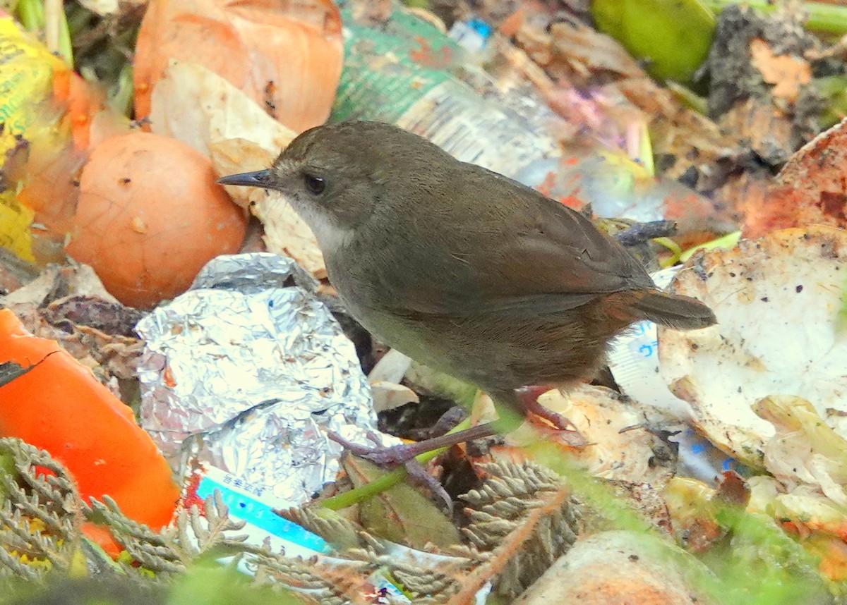 Mountain Mouse-Warbler - ML515905351