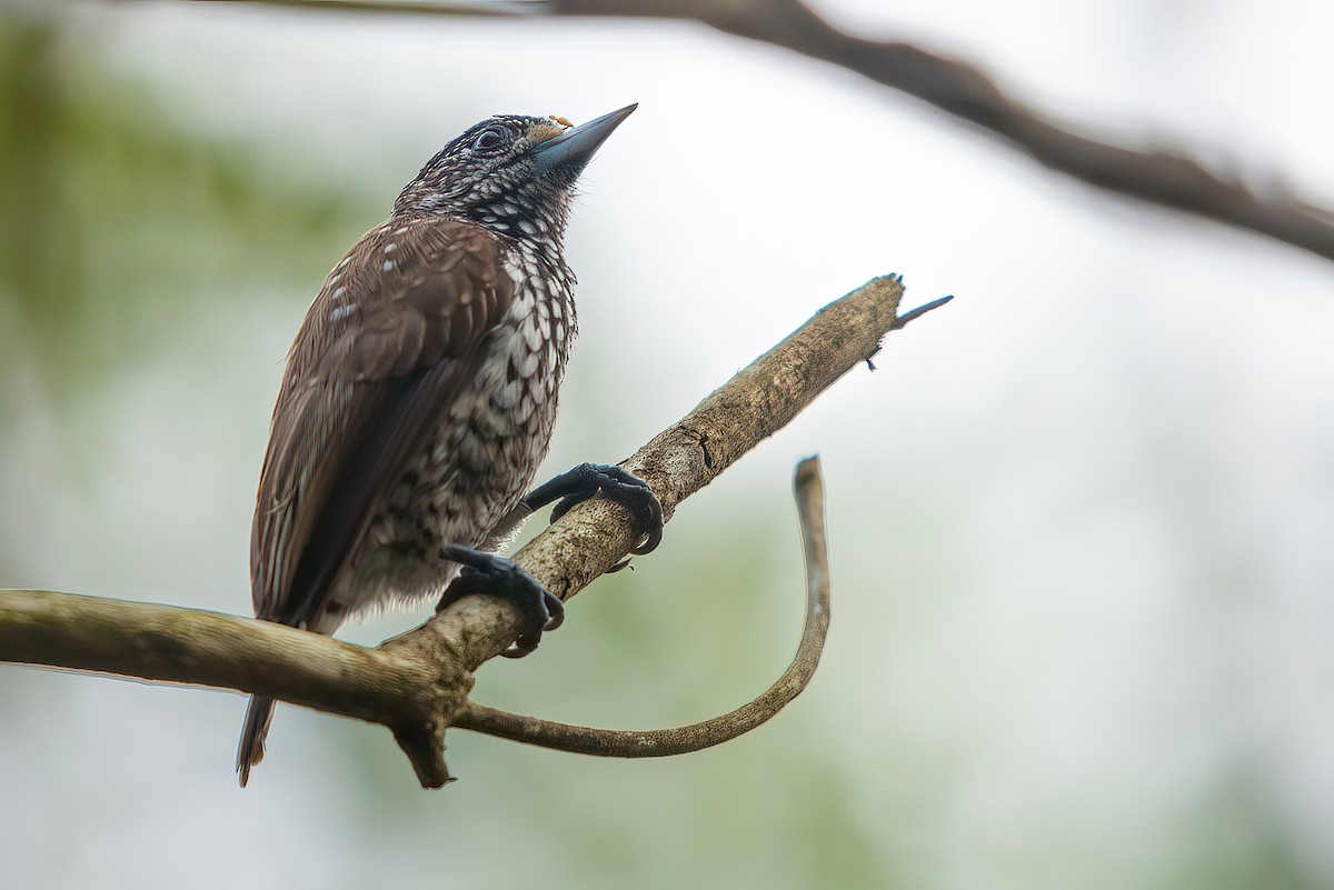 White-wedged Piculet - ML515907341