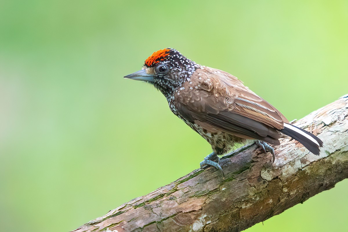 White-wedged Piculet - ML515907361