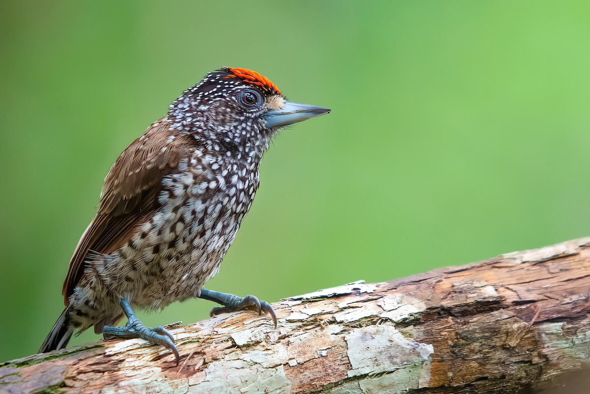 White-wedged Piculet - ML515907371