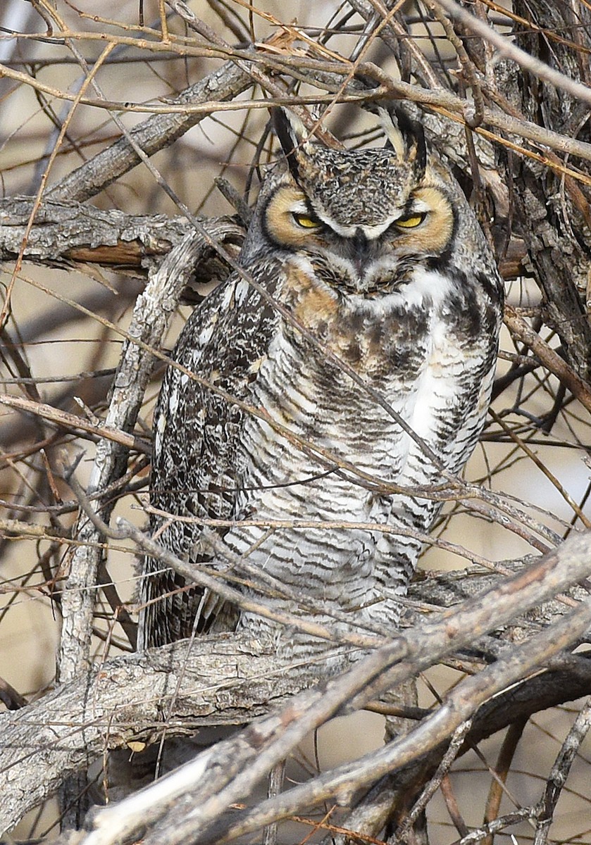 Great Horned Owl - ML515911201