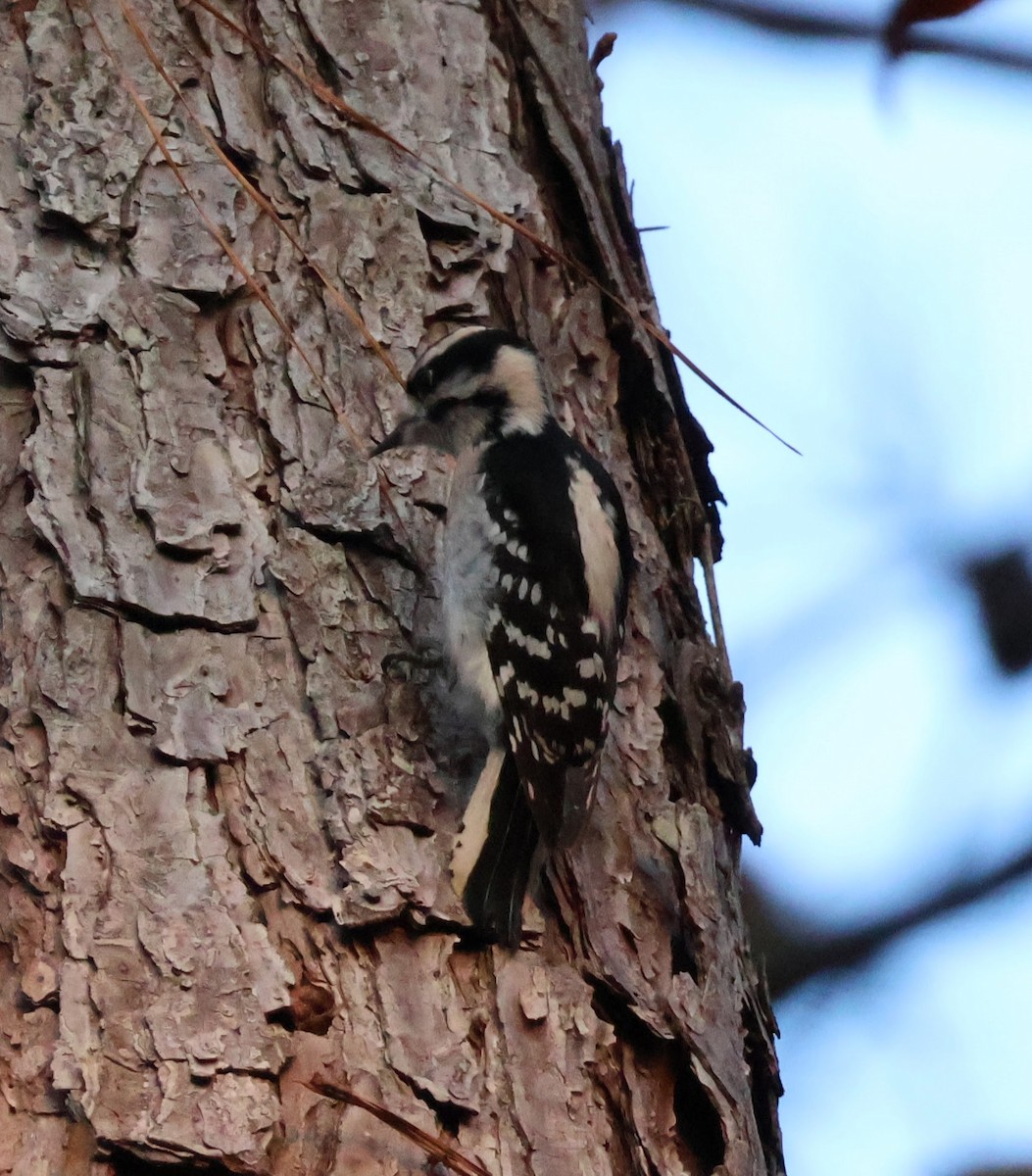 Downy Woodpecker - ML515924671