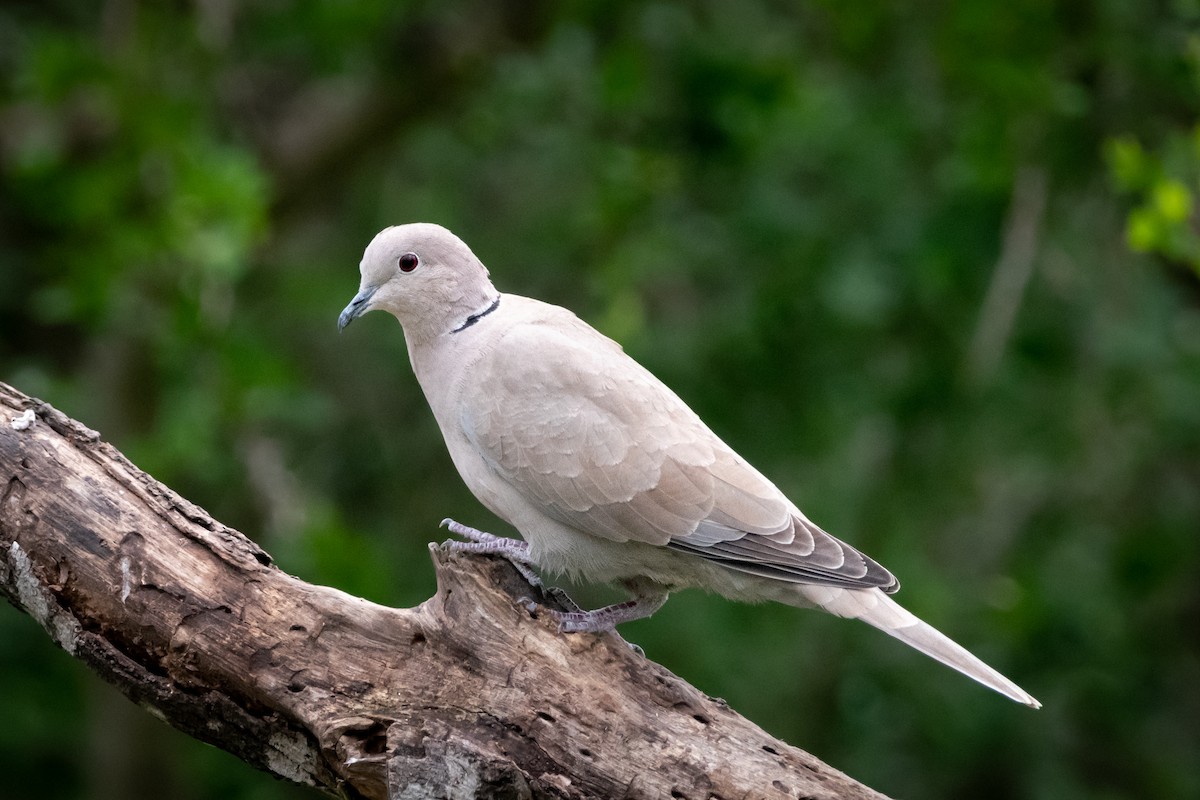 Eurasian Collared-Dove - Henrey Deese