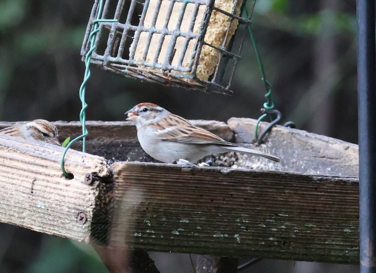 Chipping Sparrow - ML515925421