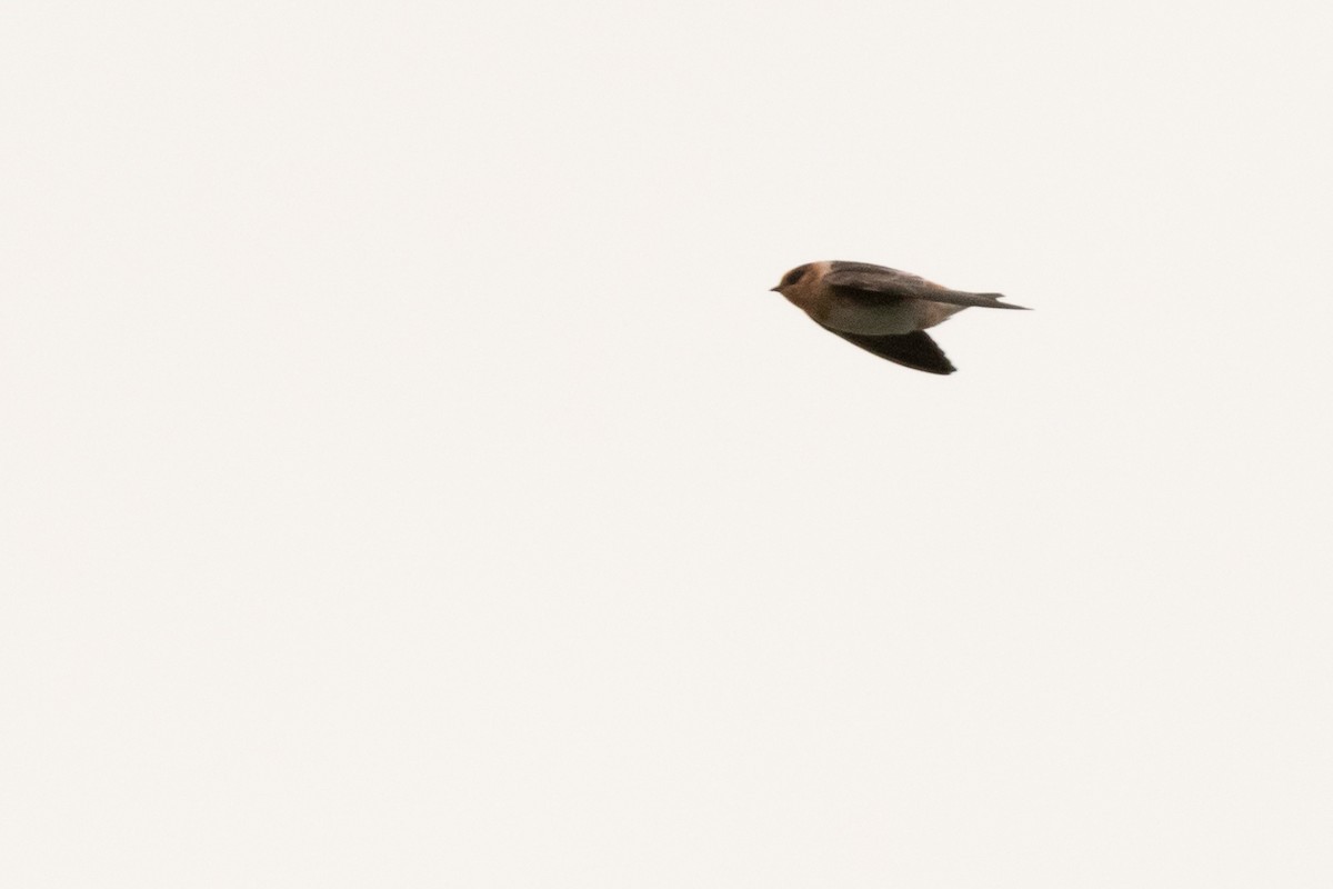 Cave Swallow - ML515925801