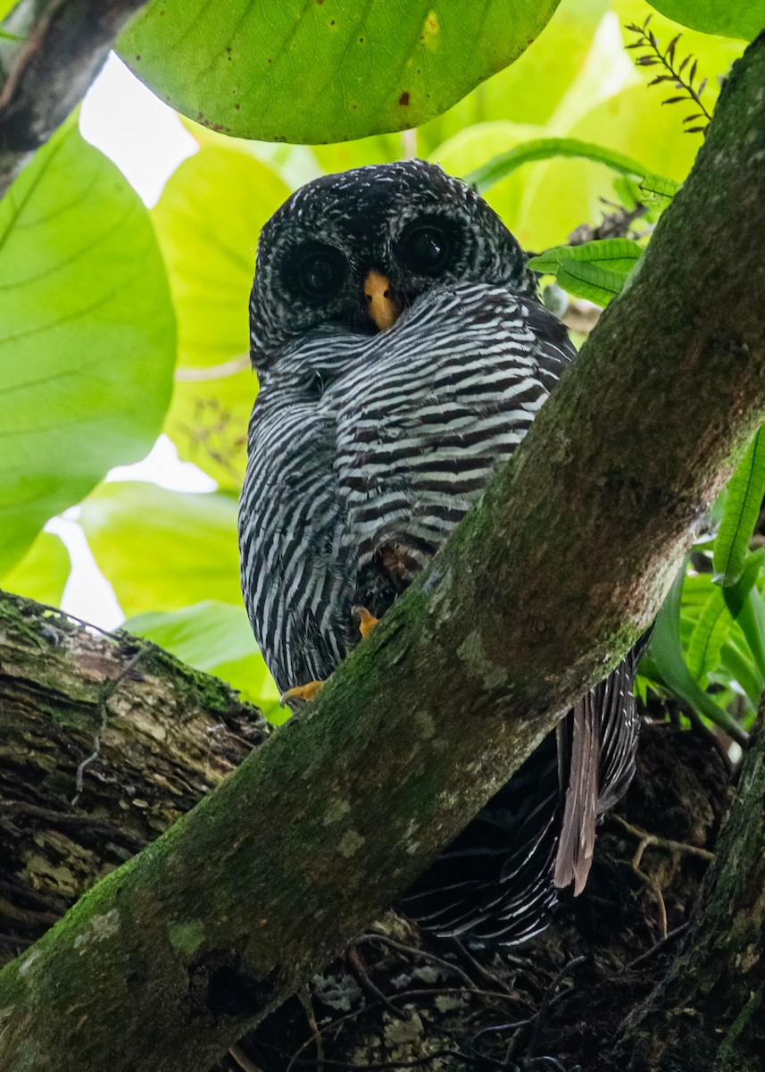 Black-banded Owl - ML515928811