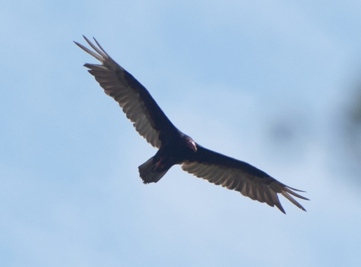 Turkey Vulture - ML515930041