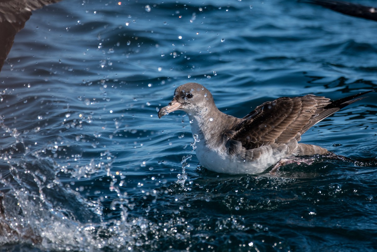 Pink-footed Shearwater - ML51593301