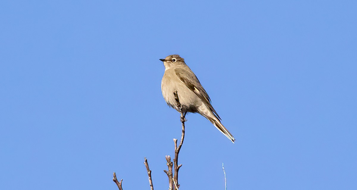Townsend's Solitaire - ML515933121