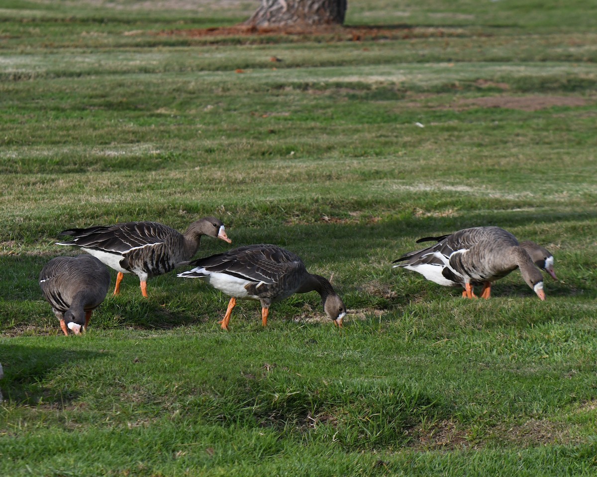 Greater White-fronted Goose - ML515933551