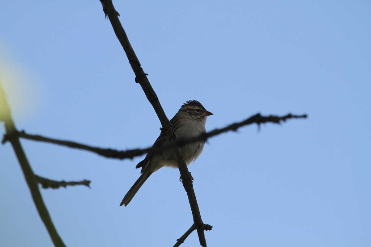 Chipping Sparrow - ML515934251