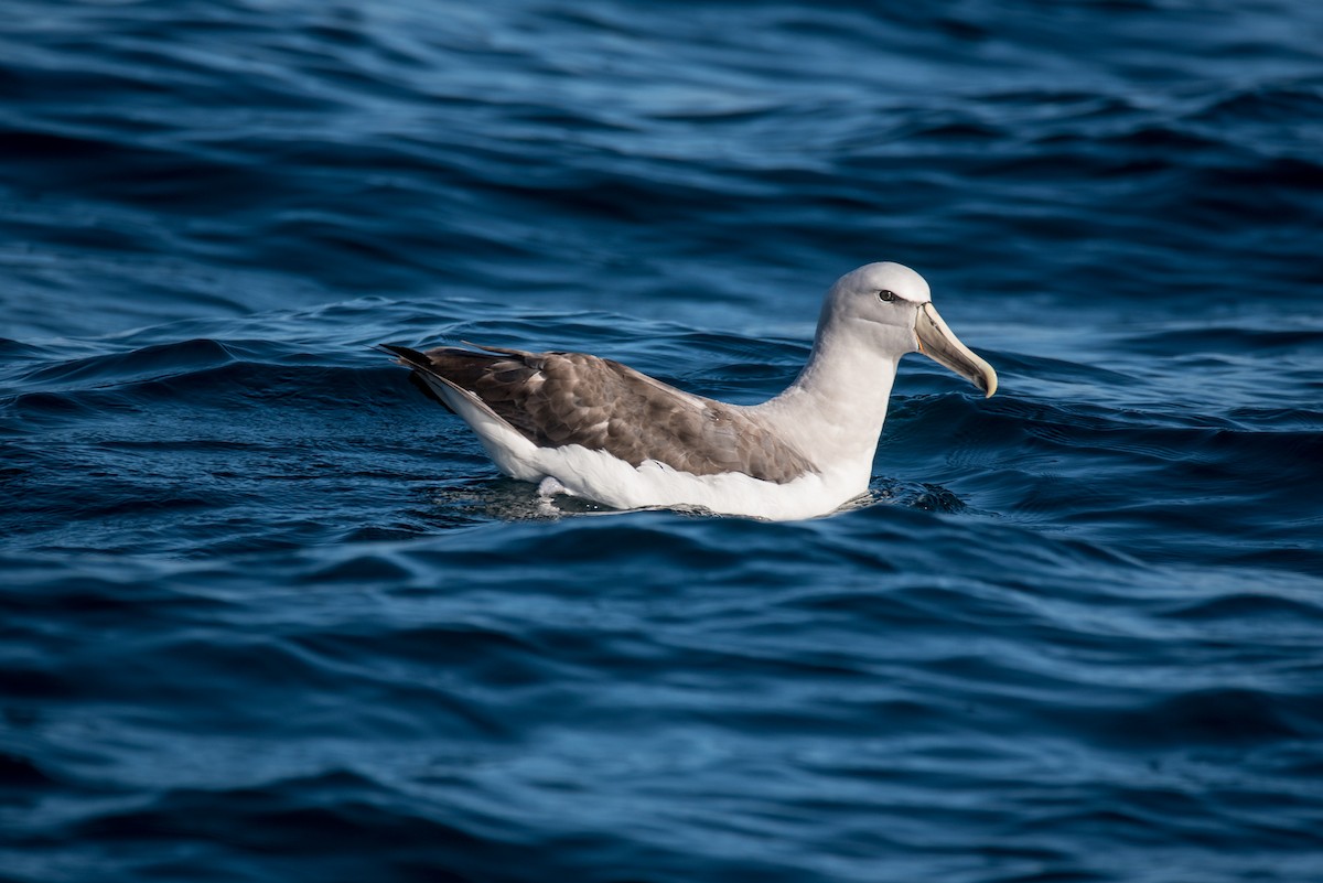 Salvin's Albatross - ML51593461
