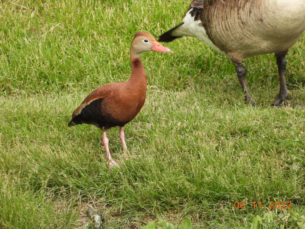 Black-bellied Whistling-Duck - Bob Anderson