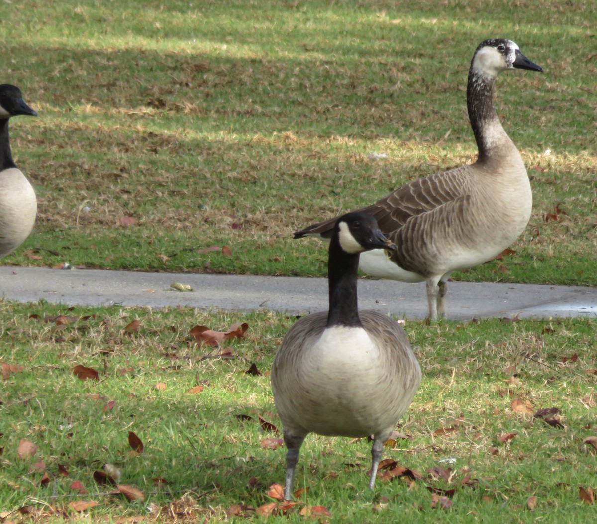 Domestic goose sp. x Canada Goose (hybrid) - ML515944741