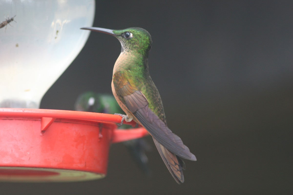 kolibřík hnědobřichý - ML515948201