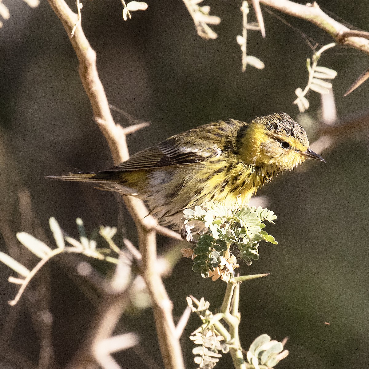 Cape May Warbler - ML515950331