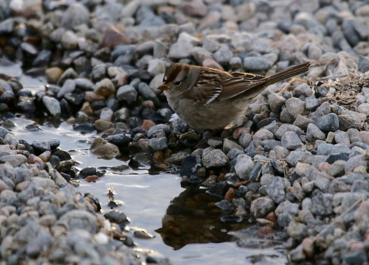 White-crowned Sparrow - ML515957041