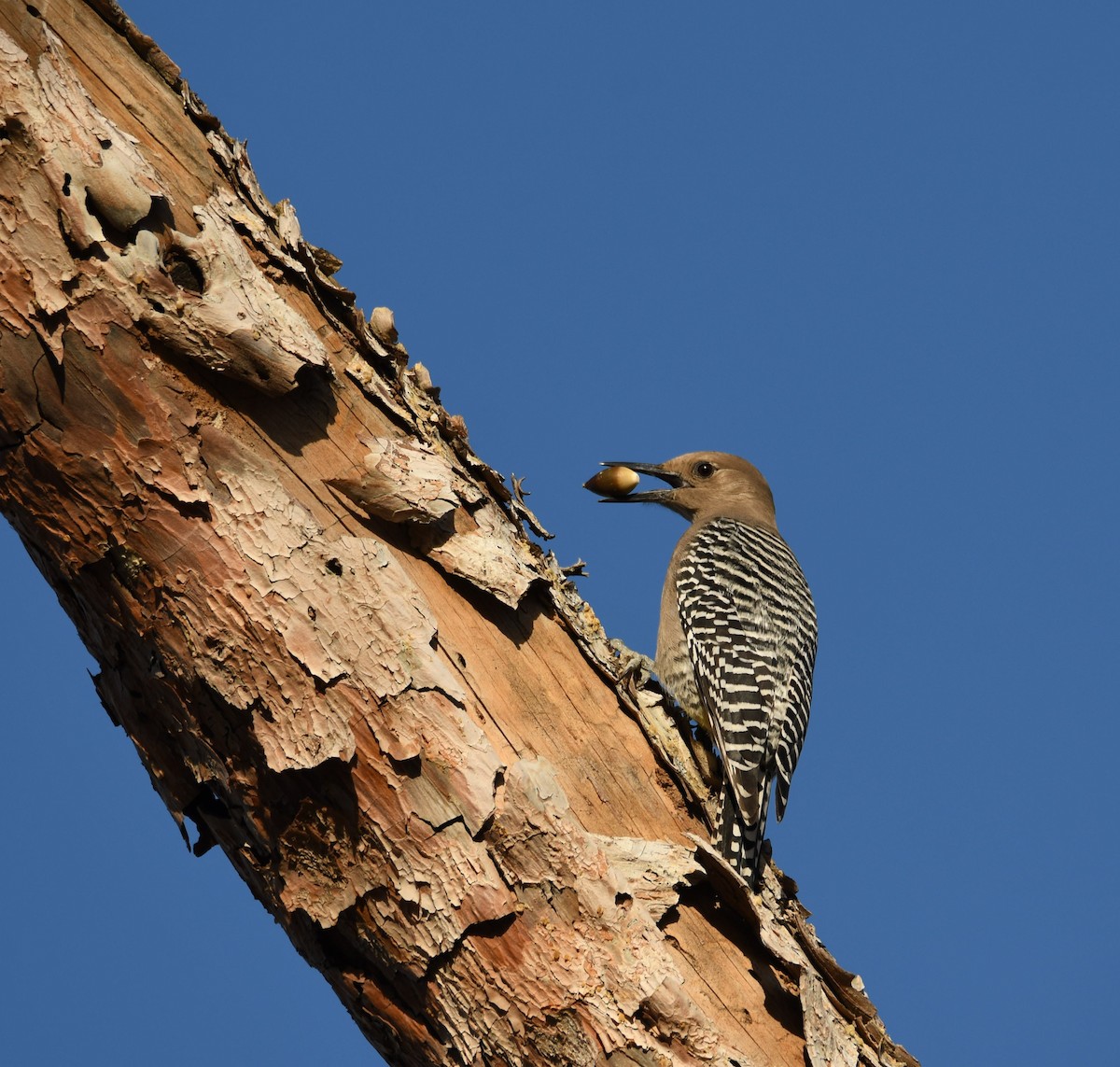 Gila Woodpecker - ML515962091