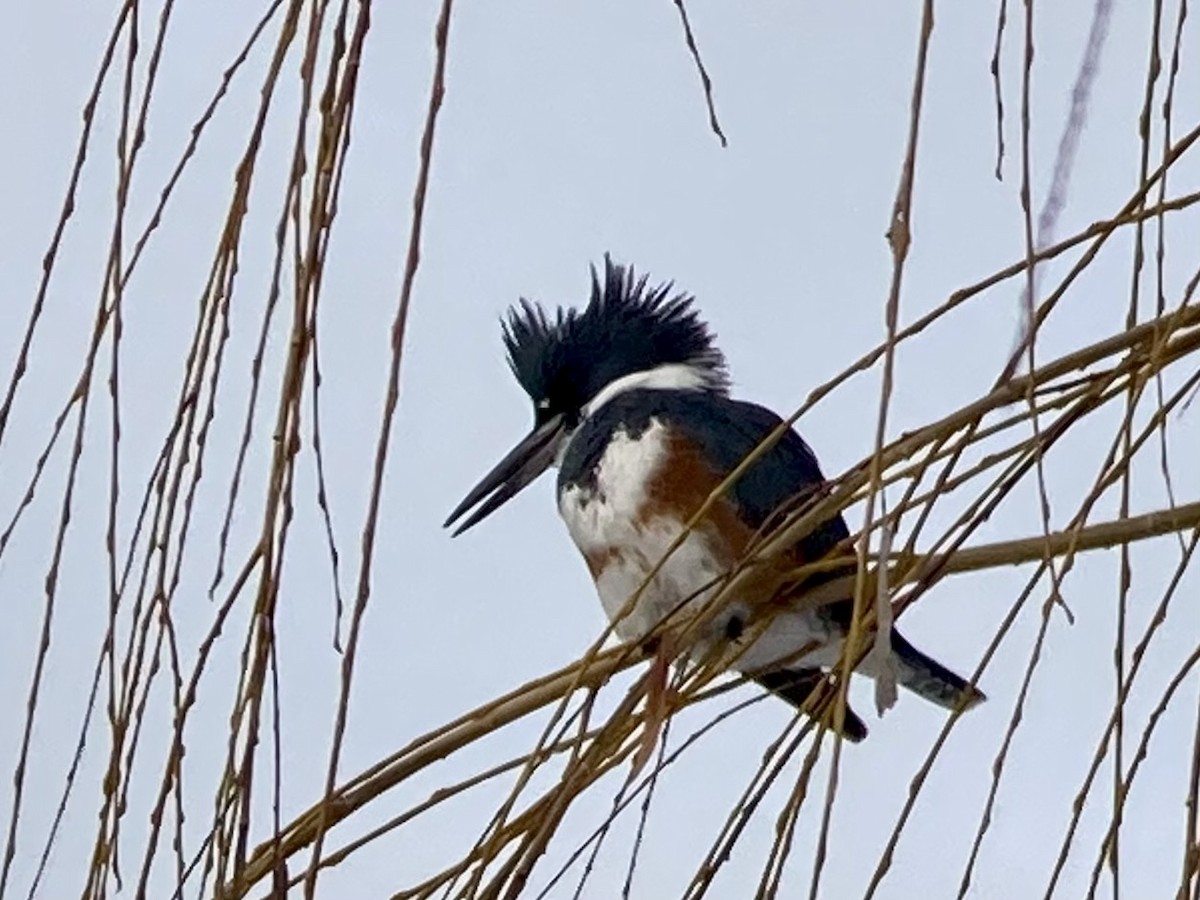 Belted Kingfisher - ML515968891