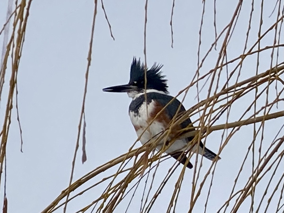 Belted Kingfisher - ML515968901