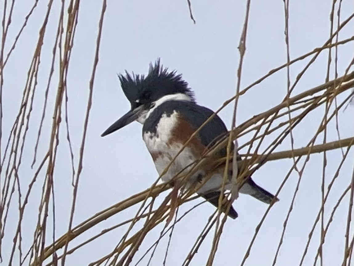 Belted Kingfisher - Kenny Frisch