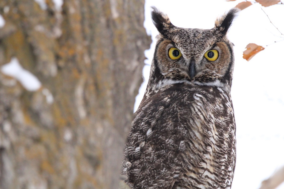 Great Horned Owl - ML515970451