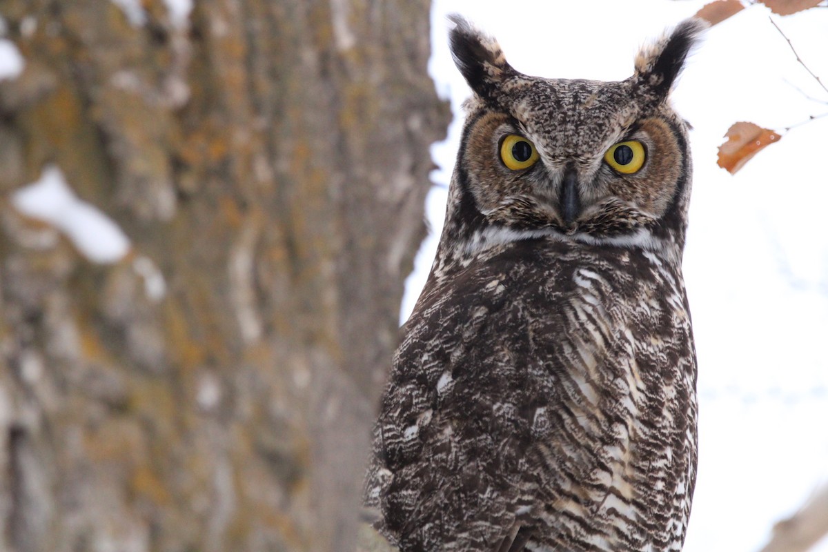 Great Horned Owl - ML515970461