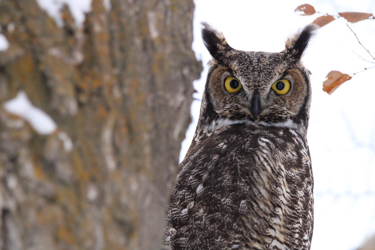 Great Horned Owl - ML515970471