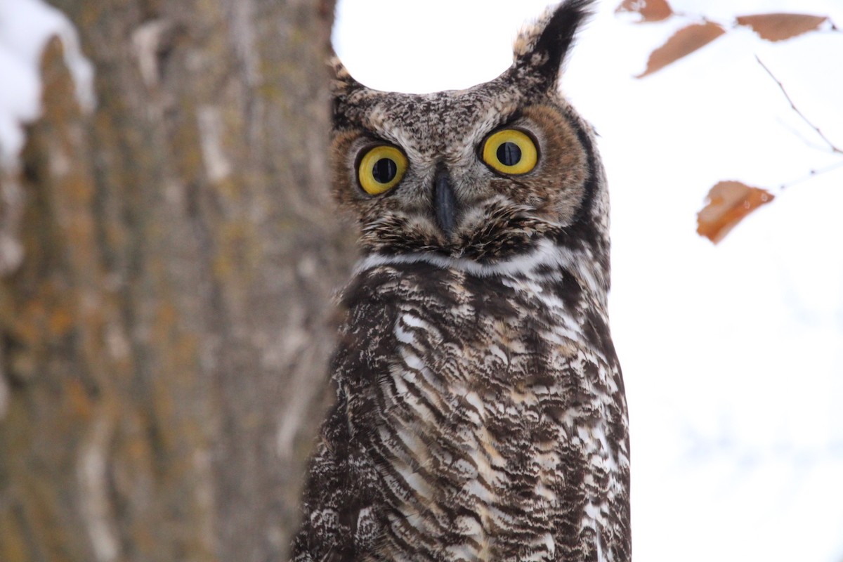 Great Horned Owl - ML515970481