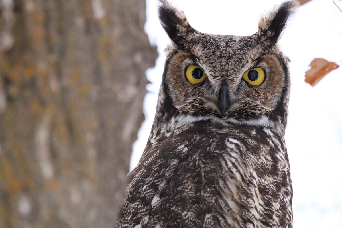 Great Horned Owl - ML515970491