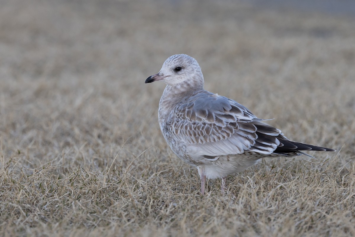 Common Gull (Kamchatka) - ML515972141