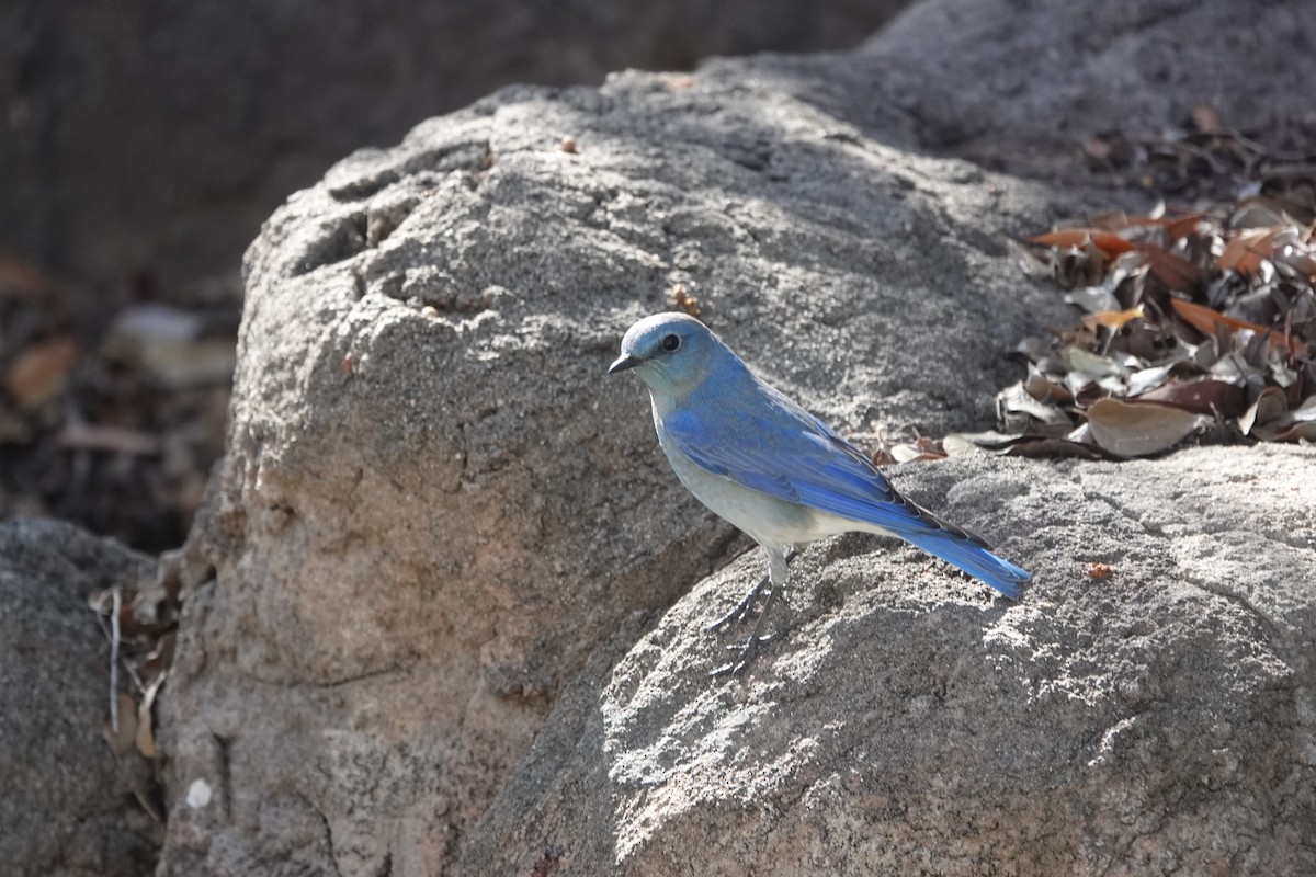 Mountain Bluebird - Mark Otnes