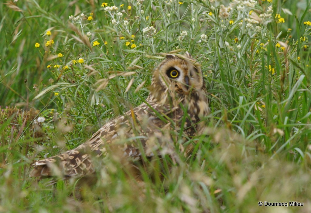 Short-eared Owl - ML51597981
