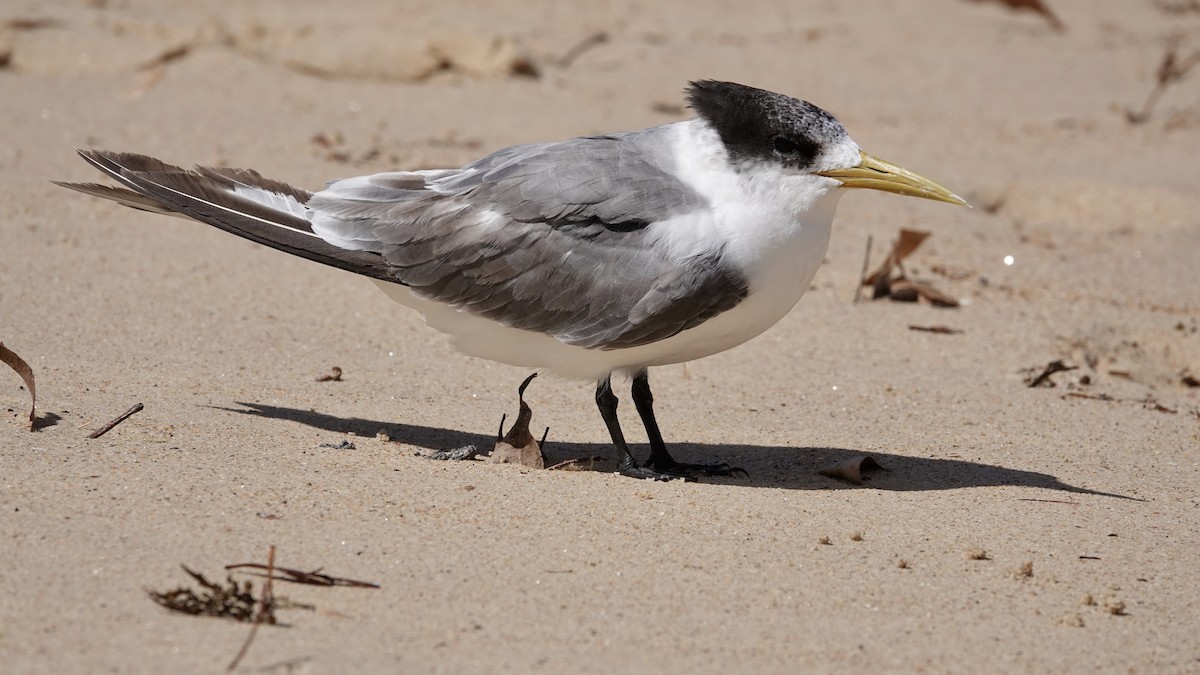 Great Crested Tern - ML515980021