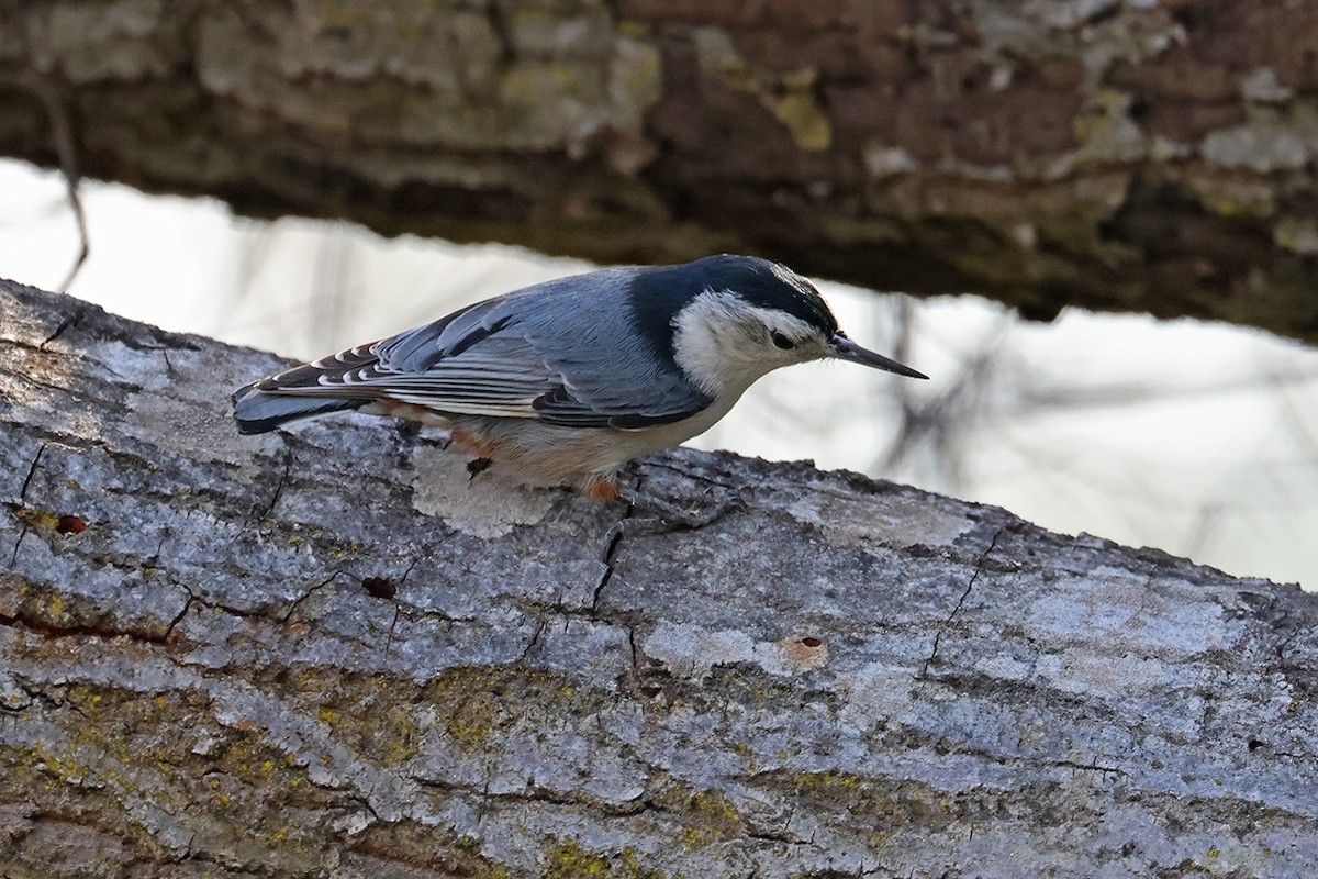 White-breasted Nuthatch - ML515982571