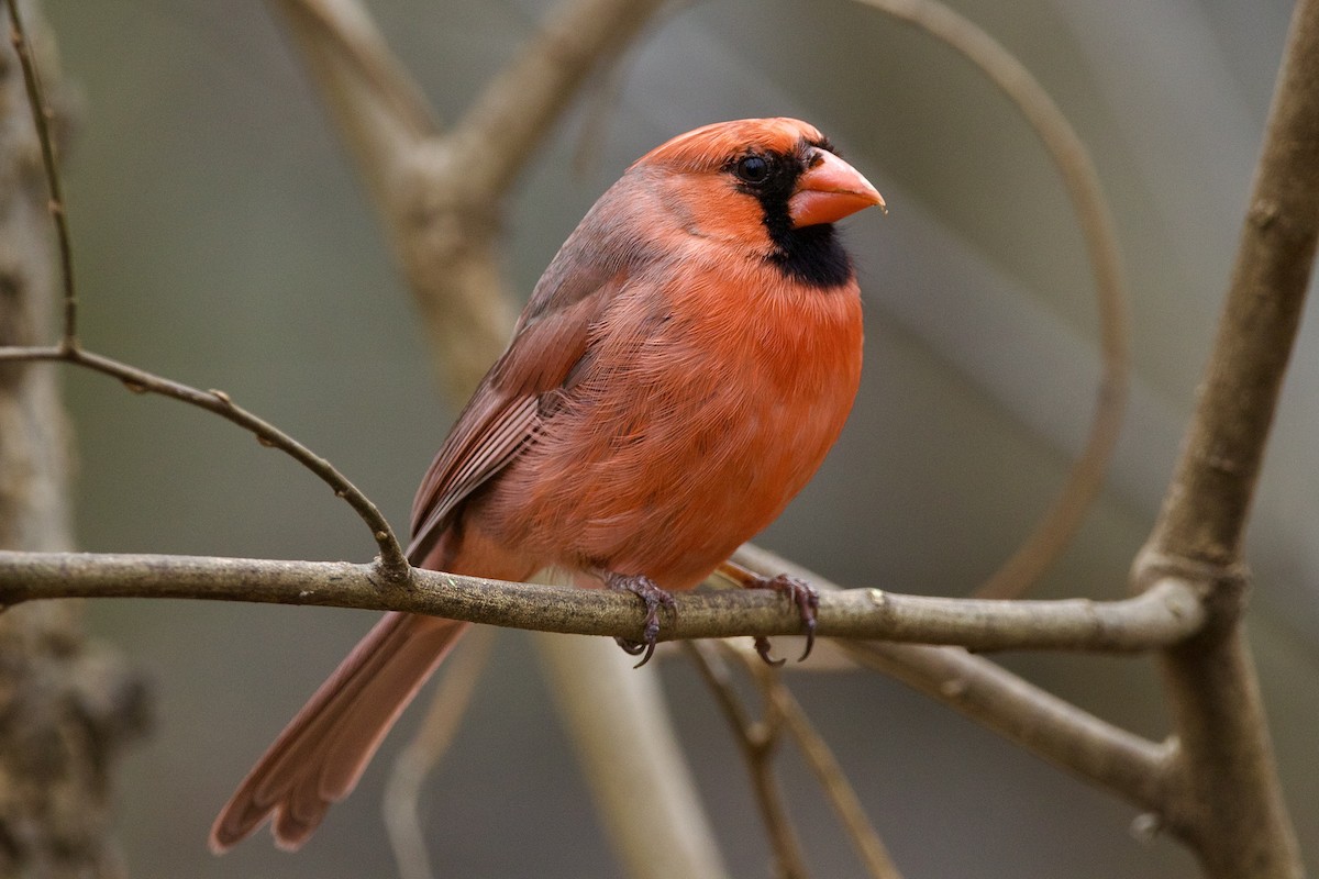Northern Cardinal (Common) - ML515983161
