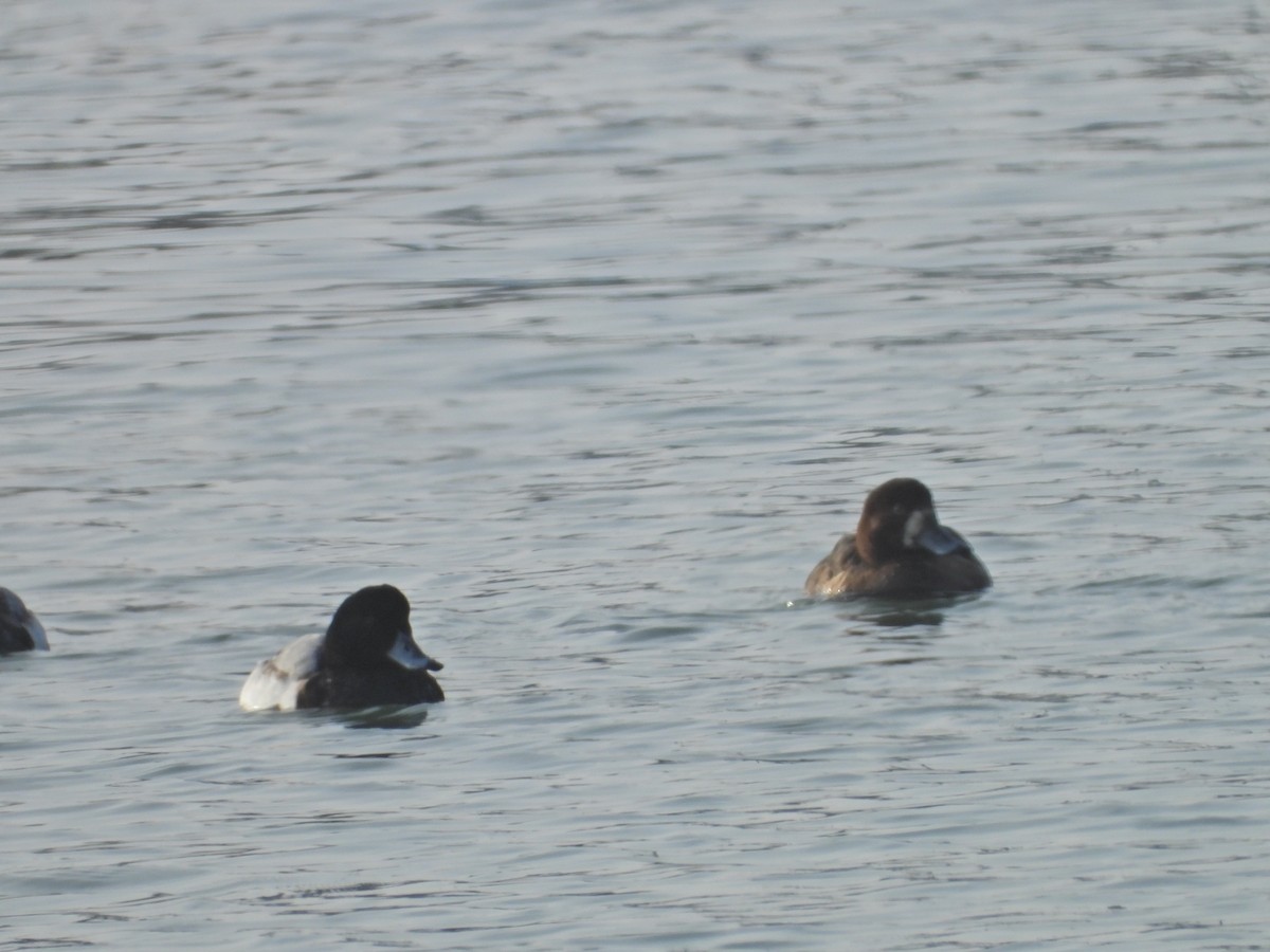 Greater Scaup - ML515987001
