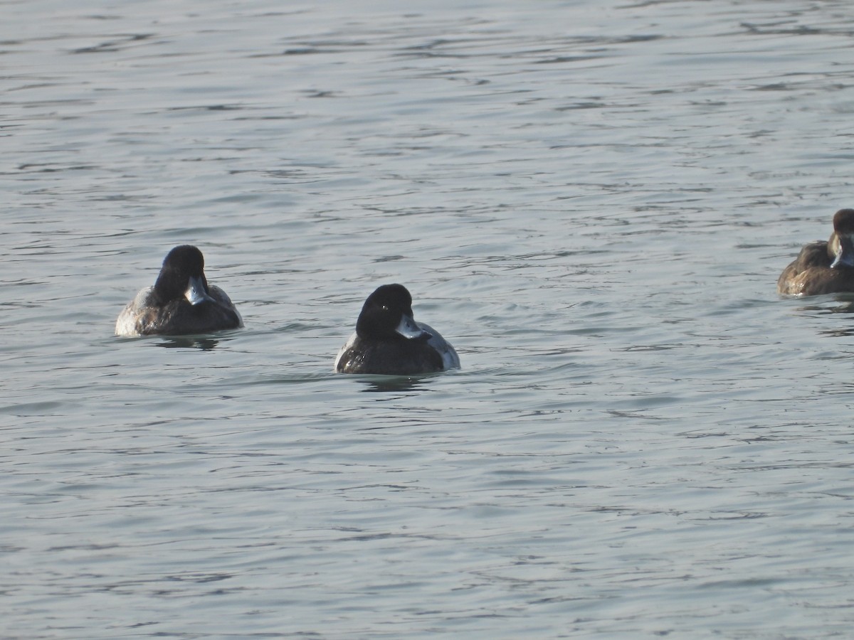 Greater Scaup - ML515987061