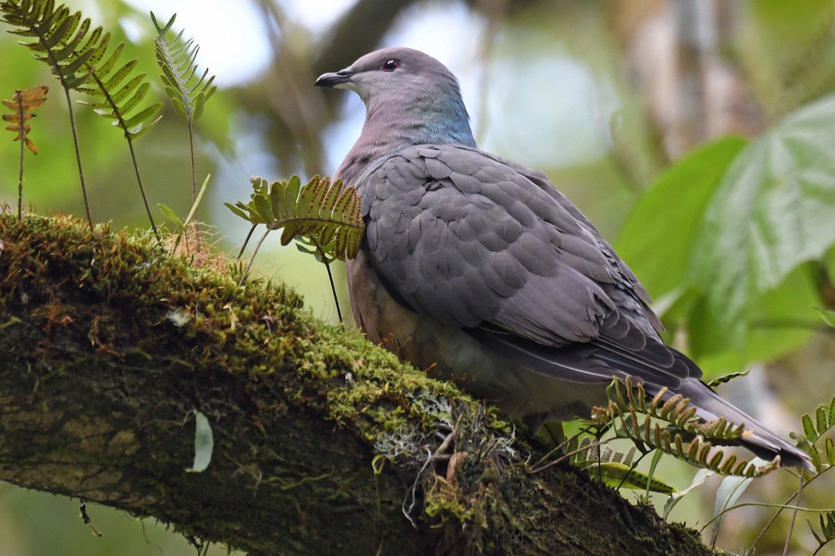 Pigeon de Jamaïque - ML515988221