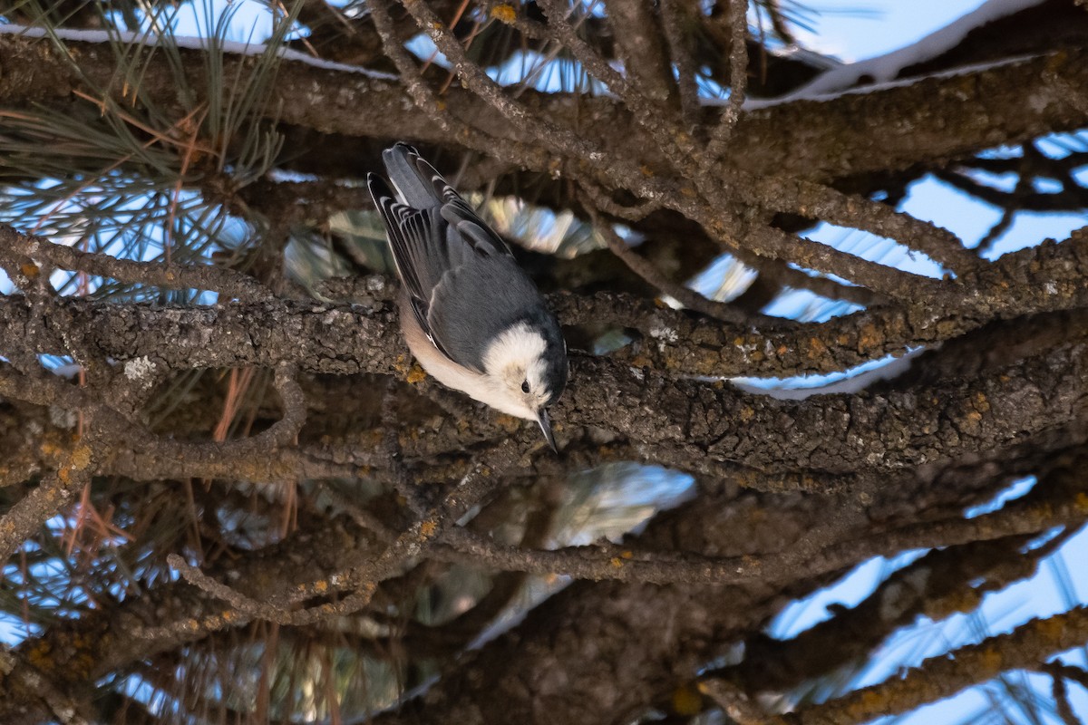 White-breasted Nuthatch (Interior West) - ML515989381