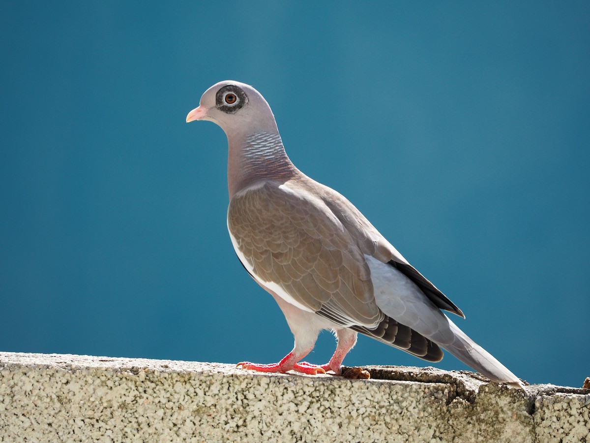 Bare-eyed Pigeon - ML515993911