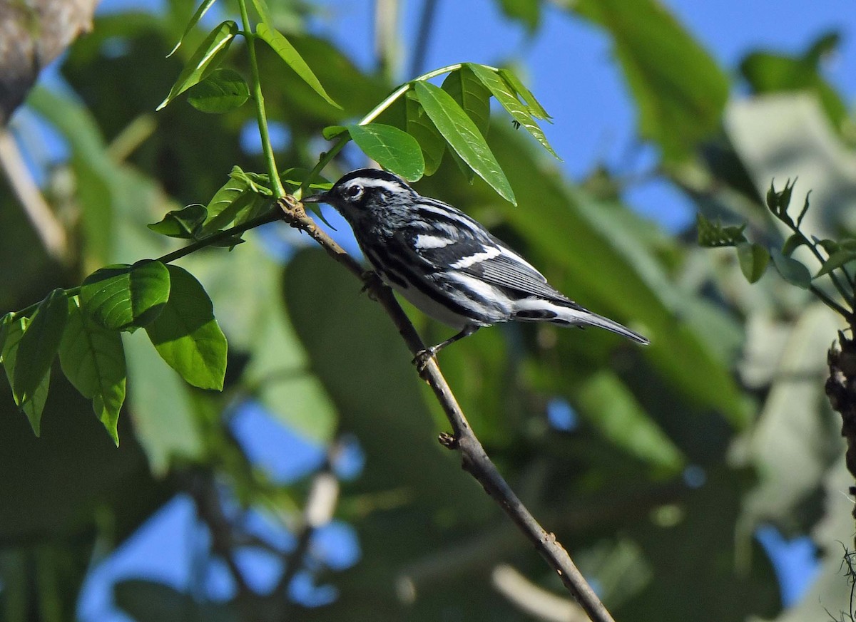 Black-and-white Warbler - ML515993941