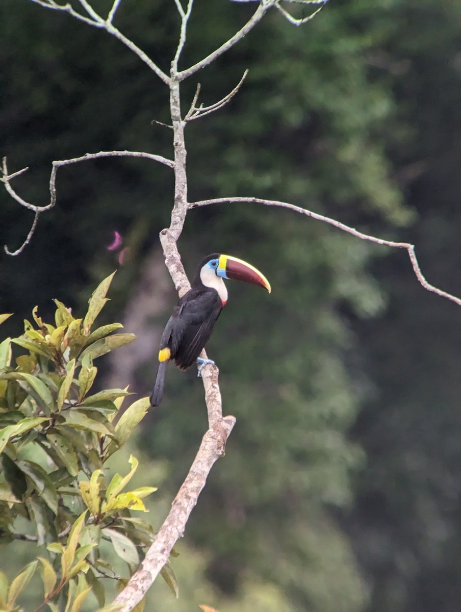 White-throated Toucan (Red-billed) - ML515997761
