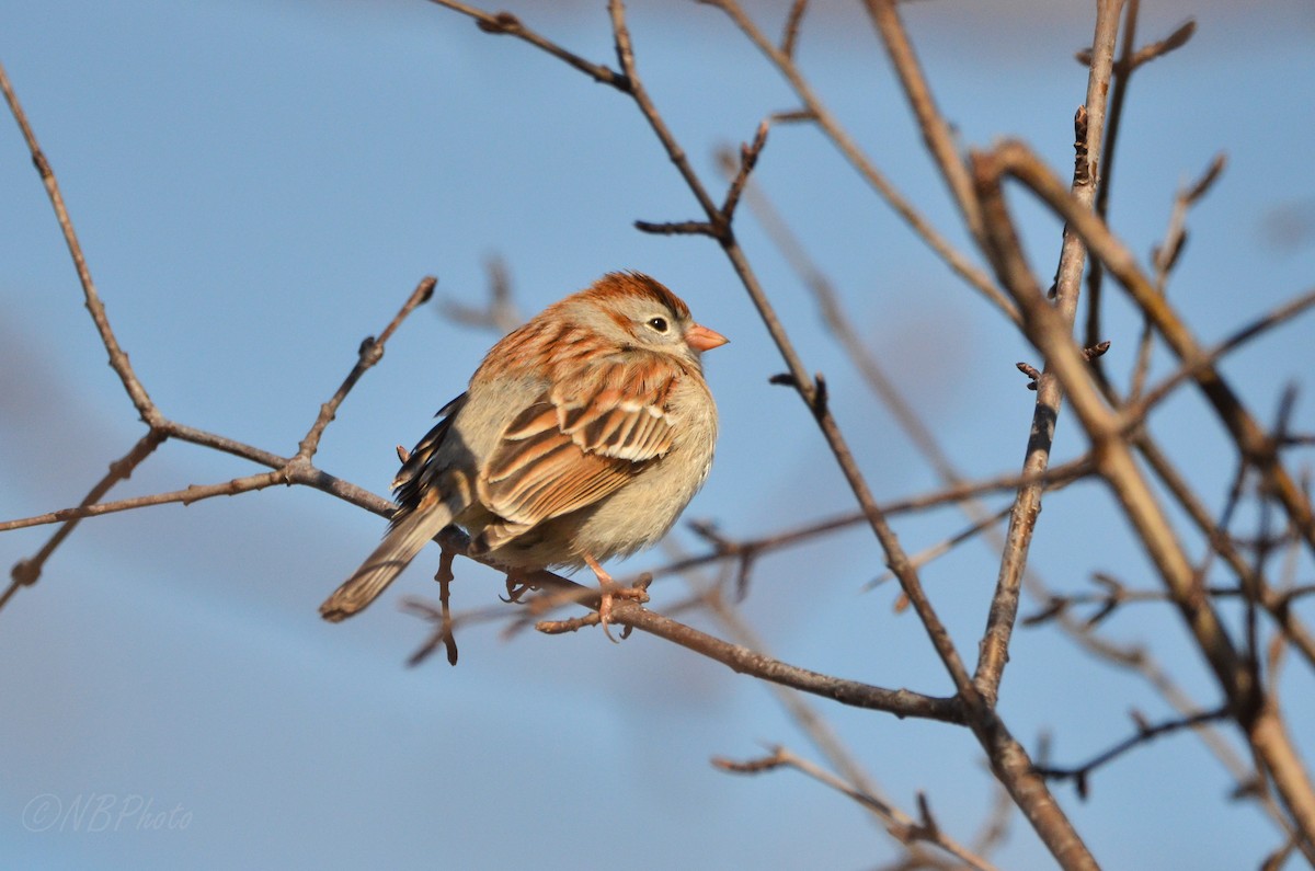 Field Sparrow - Nancy Barrett