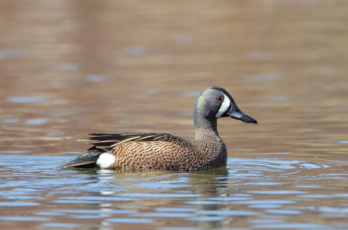 Blue-winged Teal - ML516001101
