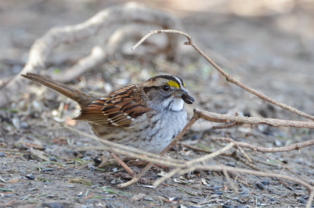 White-throated Sparrow - ML516001341
