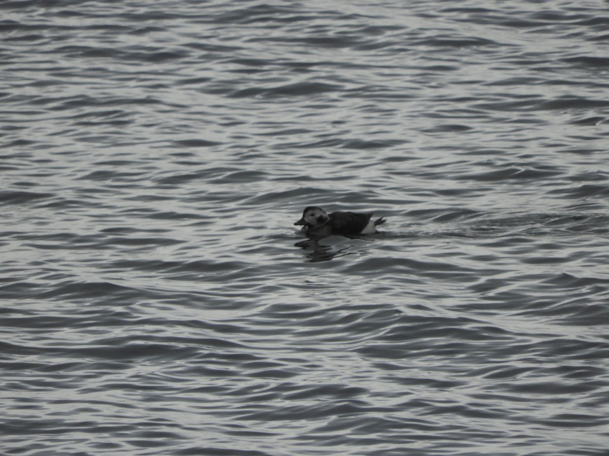 Long-tailed Duck - ML516002481