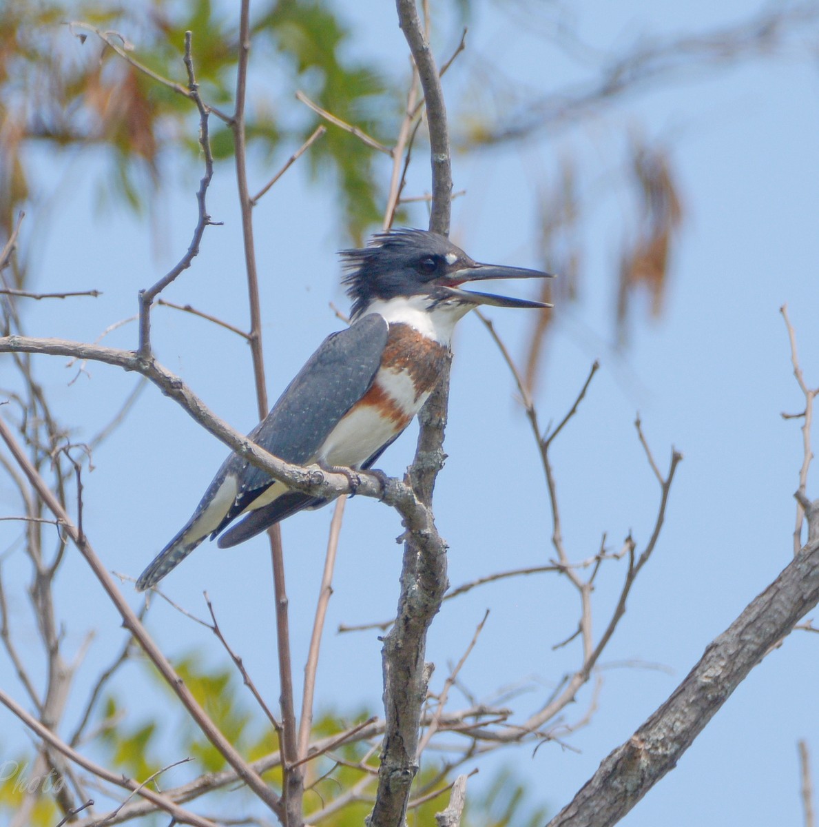 Belted Kingfisher - ML516004101