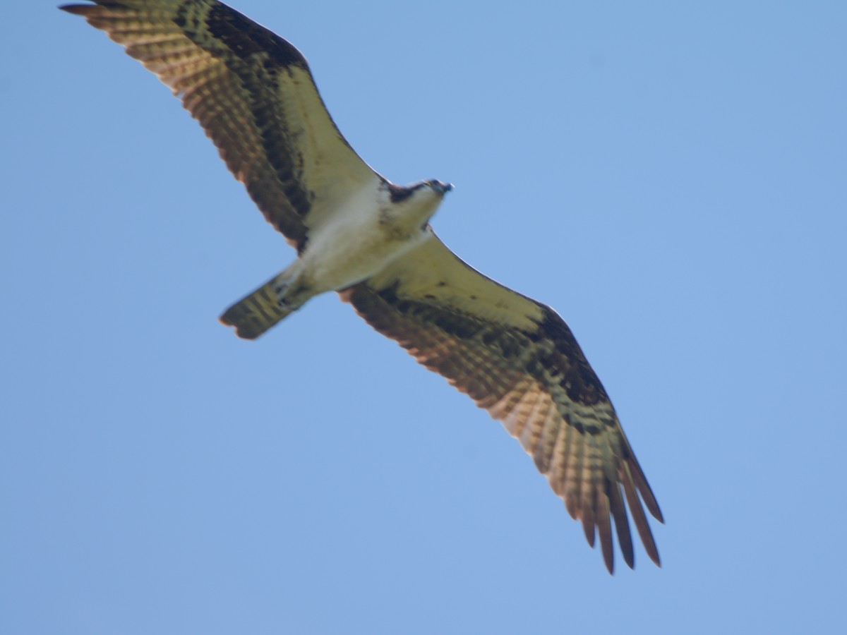 Águila Pescadora - ML516004191